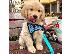 PoulaTo: Διαθέσιμα προς πώληση κουτάβια Lovely Golden retriever.